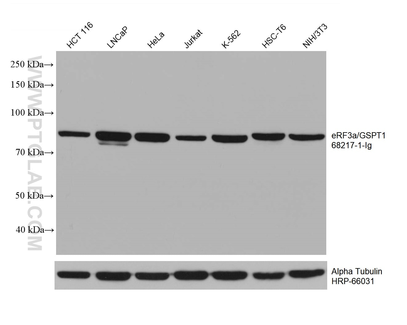 Western Blot (WB) analysis of various lysates using eRF3a/GSPT1 Monoclonal antibody (68217-1-Ig)