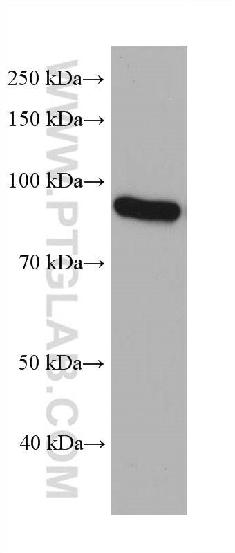 Western Blot (WB) analysis of COLO 320 cells using eRF3a/GSPT1 Monoclonal antibody (68217-1-Ig)