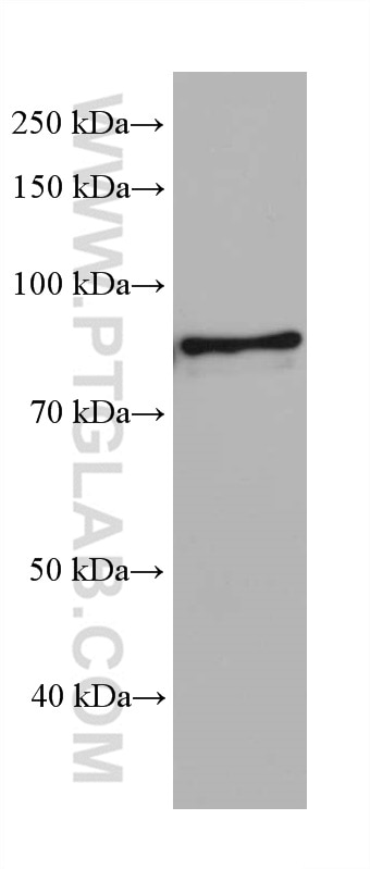 Western Blot (WB) analysis of pig brain tissue using eRF3a/GSPT1 Monoclonal antibody (68217-1-Ig)