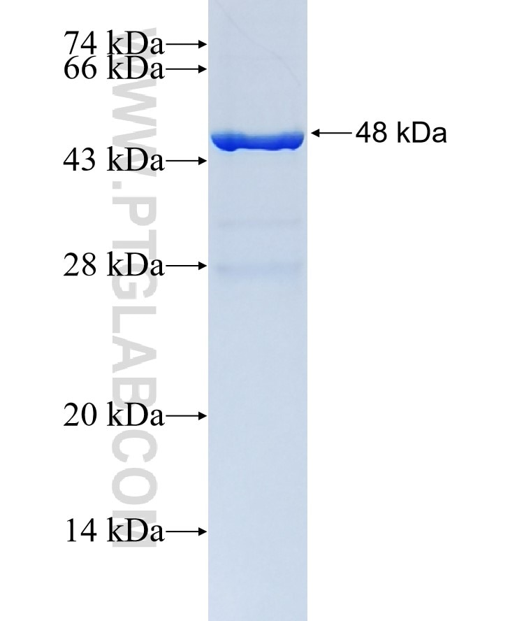GSPT1 fusion protein Ag27963 SDS-PAGE