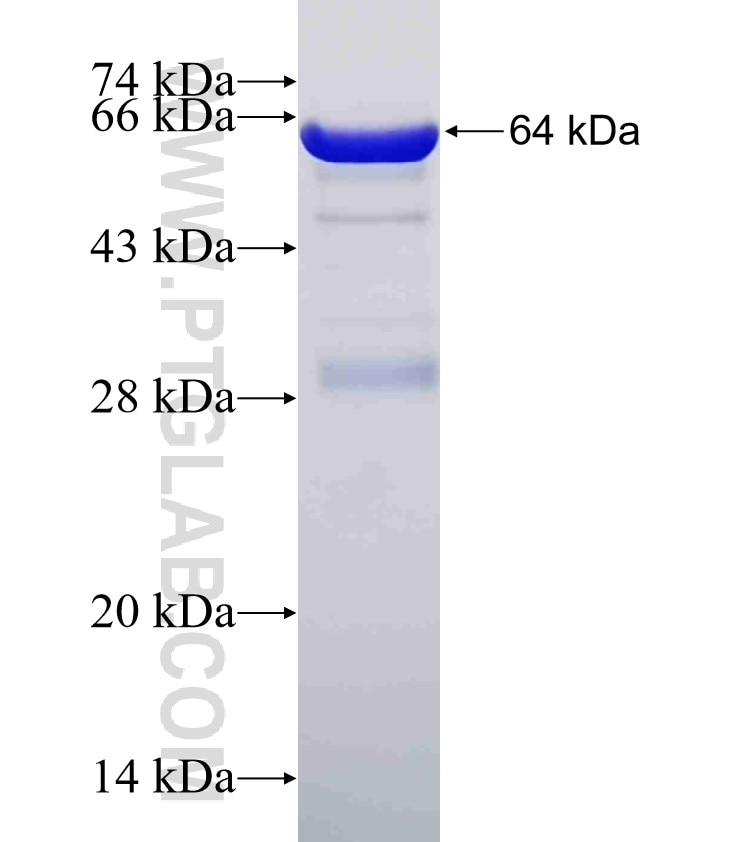 GSPT1 fusion protein Ag1184 SDS-PAGE