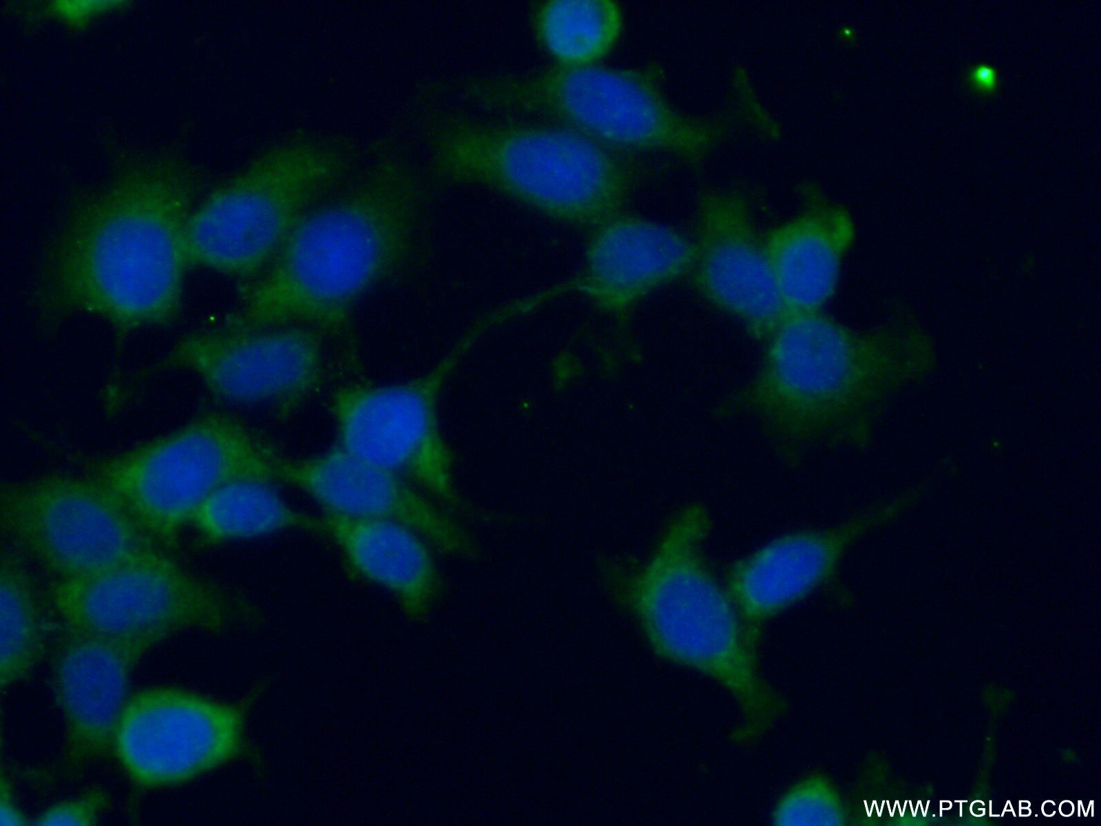 Immunofluorescence (IF) / fluorescent staining of MCF-7 cells using GSPT2 Polyclonal antibody (12989-1-AP)