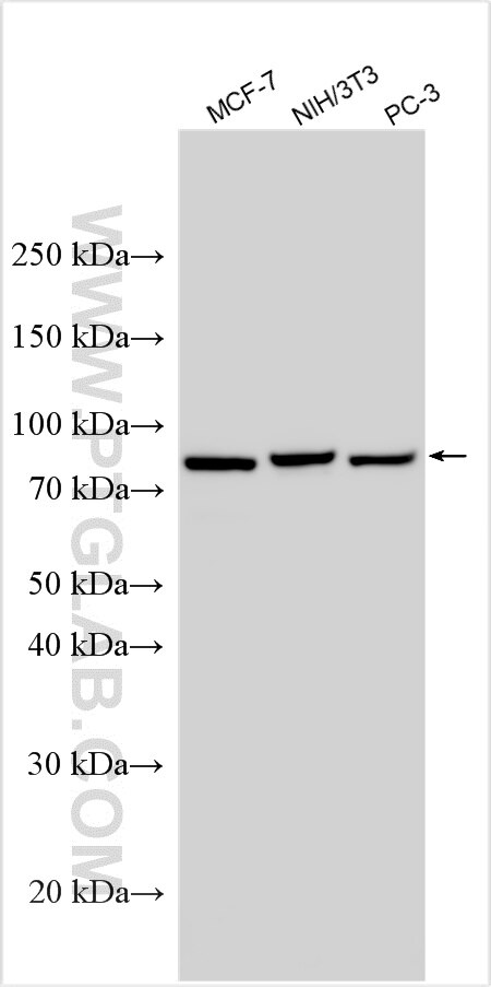 Western Blot (WB) analysis of various lysates using GSPT2 Polyclonal antibody (12989-1-AP)