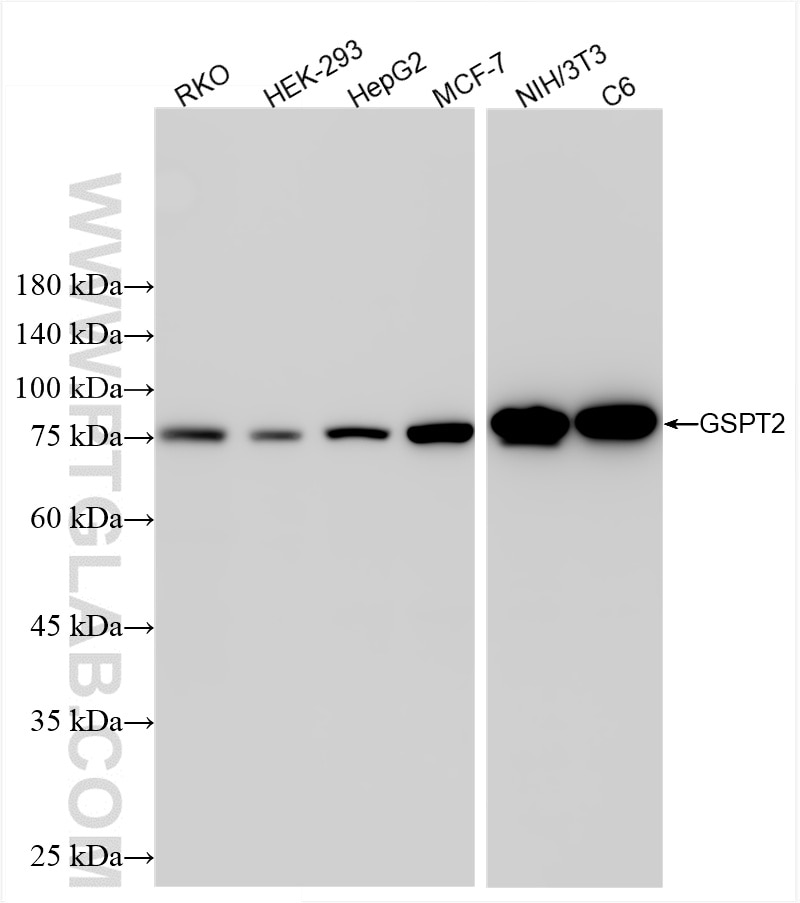 Various lysates were subjected to SDS PAGE followed by western blot with 86508-3-RR (GSPT2 antibody) at dilution of 1:5000 incubated at room temperature for 1.5 hours. Western Blot (WB) analysis of various lysates using GSPT2 Recombinant antibody (86508-3-RR)