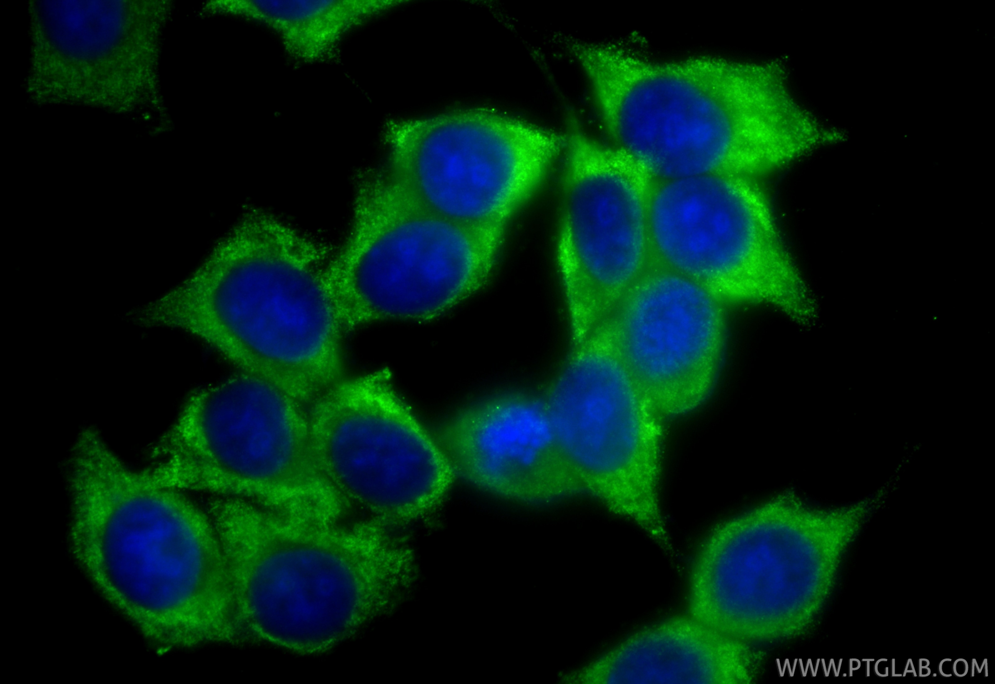 Immunofluorescence (IF) / fluorescent staining of MCF-7 cells using CoraLite® Plus 488-conjugated GSPT2 Recombinant mo (CL488-86508-3)