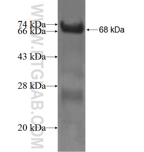GSPT2 fusion protein Ag3641 SDS-PAGE