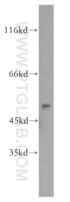 Western Blot (WB) analysis of mouse lung tissue using GSR Polyclonal antibody (18257-1-AP)