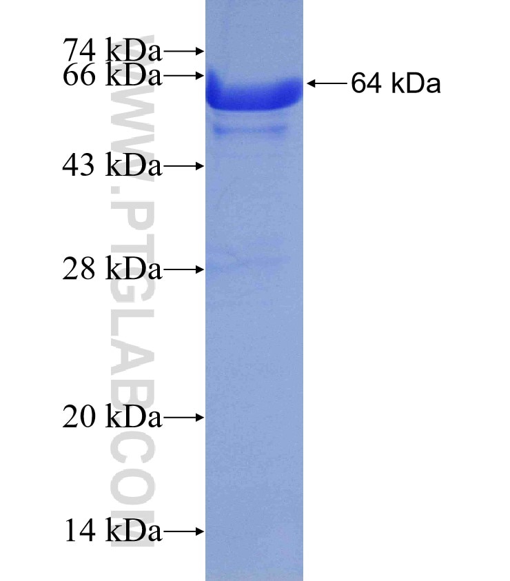 GSR fusion protein Ag13080 SDS-PAGE