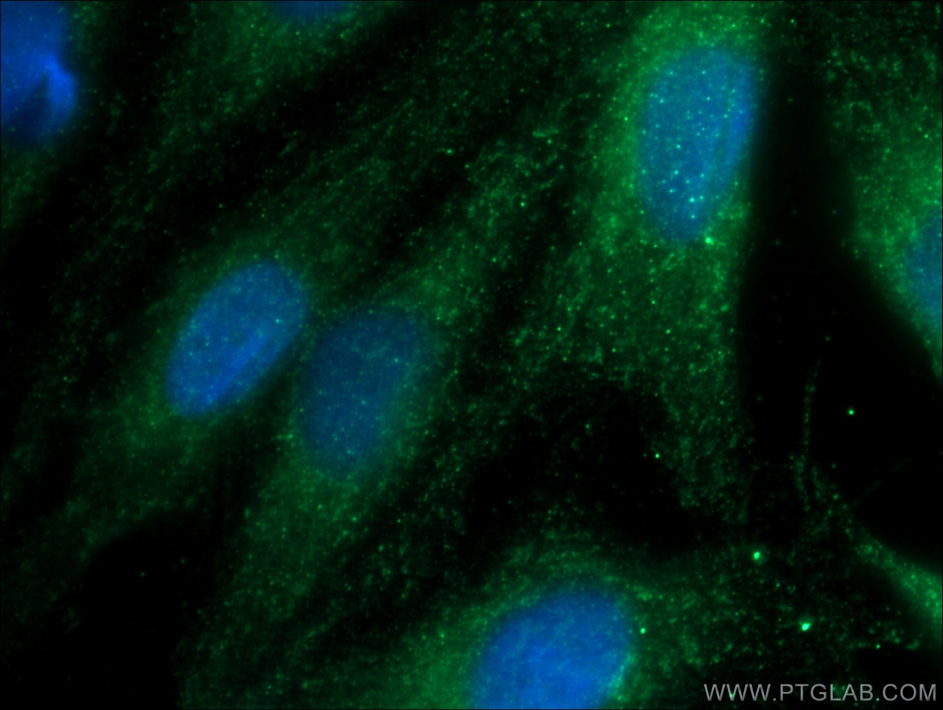 Immunofluorescence (IF) / fluorescent staining of MDCK cells using GSS Polyclonal antibody (15712-1-AP)