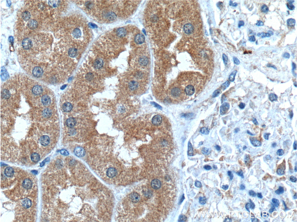 Immunohistochemistry (IHC) staining of human kidney tissue using GSS Polyclonal antibody (15712-1-AP)
