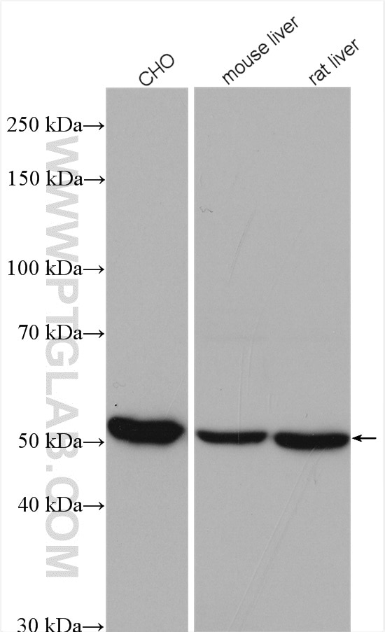 Western Blot (WB) analysis of various lysates using GSS Polyclonal antibody (15712-1-AP)