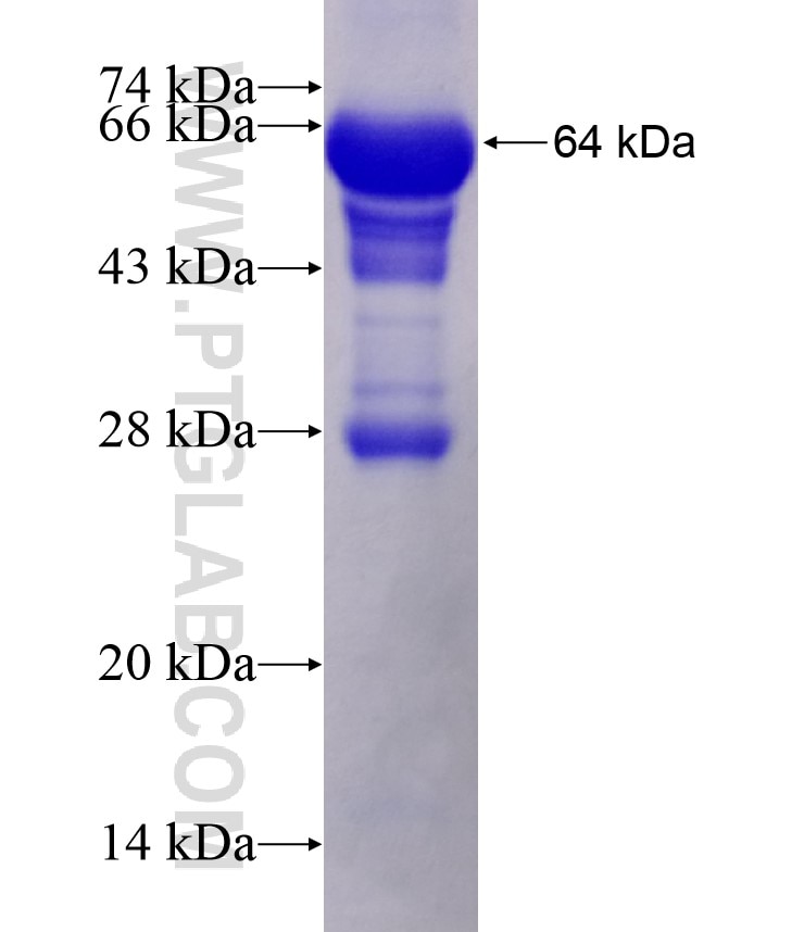 GSS fusion protein Ag8338 SDS-PAGE