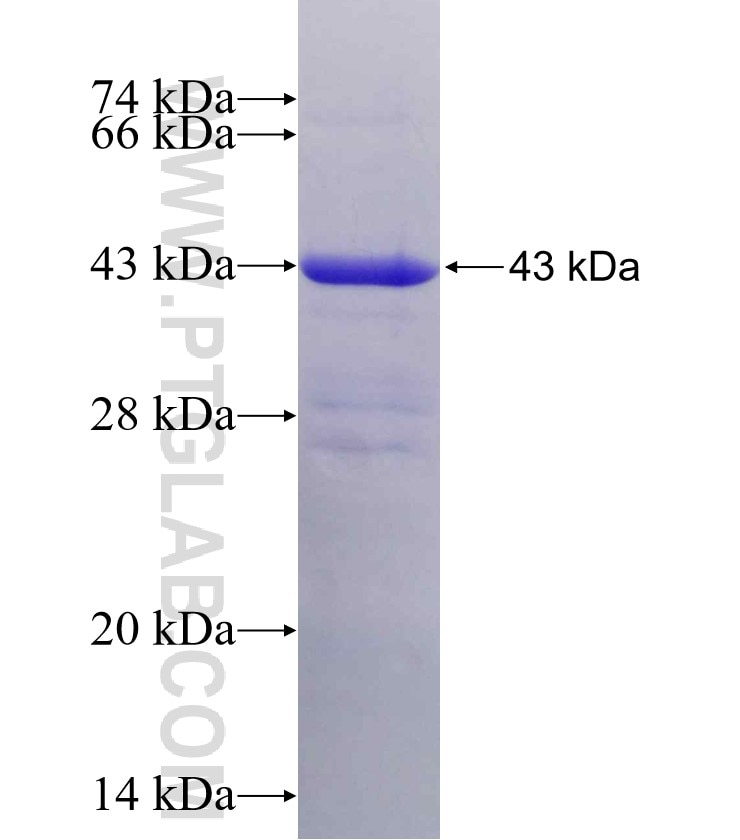 GSS fusion protein Ag8354 SDS-PAGE