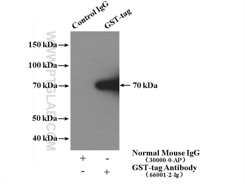 IP experiment of Recombinant protein using 66001-2-Ig