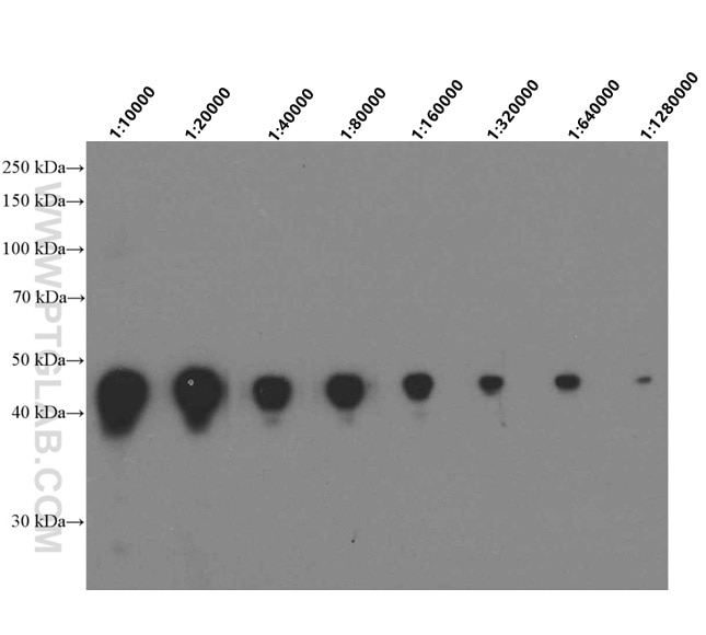 Western Blot (WB) analysis of Recombinant protein using GST Tag Monoclonal antibody (66001-2-Ig)