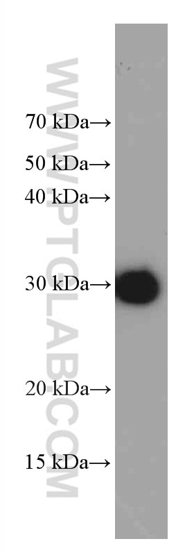 Western Blot (WB) analysis of Recombinant protein using GST Tag Monoclonal antibody (66001-2-Ig)