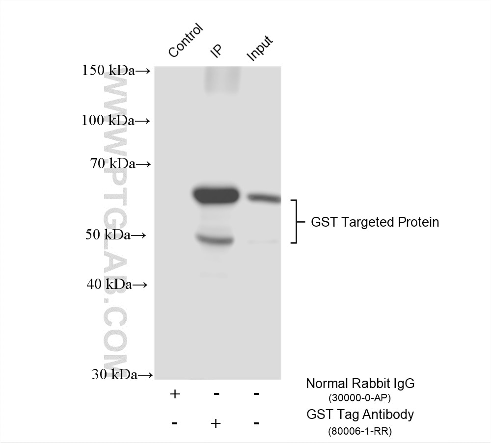 IP experiment of Recombinant protein using 80006-1-RR Immunoprecipitation (IP) experiment of Recombinant protein using GST Tag Recombinant monoclonal antibody (80006-1-RR)