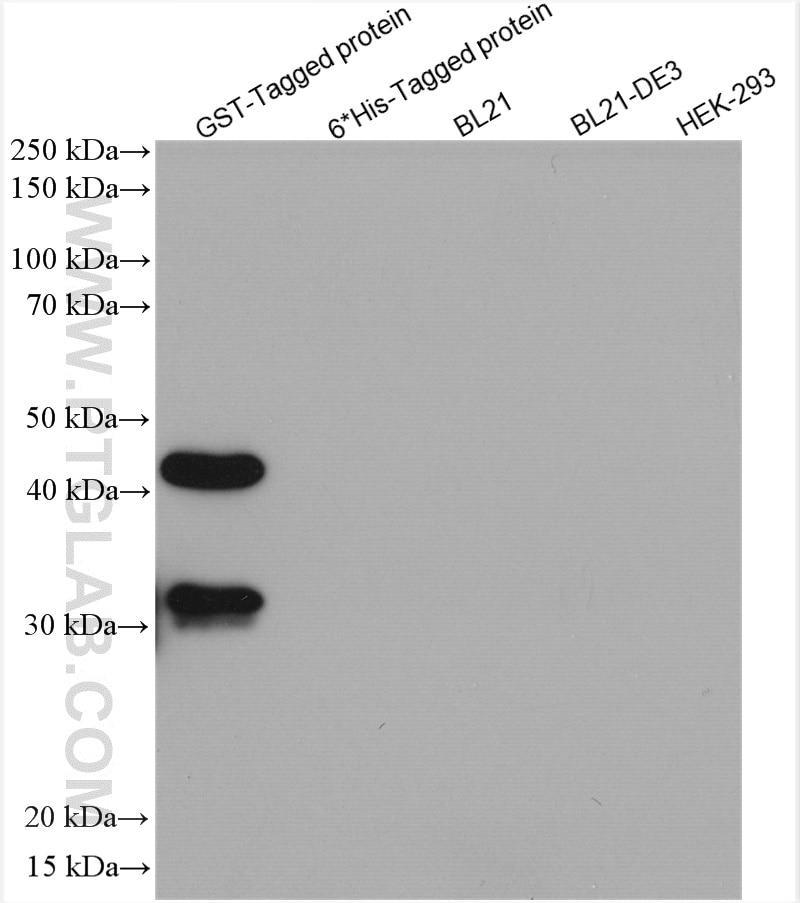 Western Blot (WB) analysis of various lysates using GST Tag Recombinant antibody (80006-1-RR)