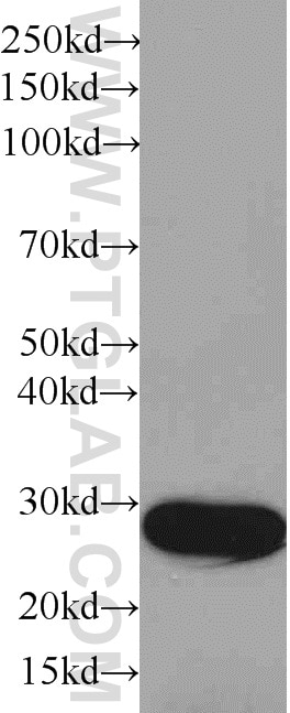 HRP-conjugated GST Tag Monoclonal antibody