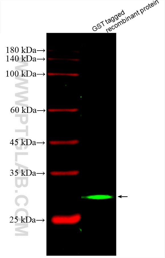 Western Blot (WB) analysis of various lysates using CoraLite® Plus 488-conjugated GST tag Monoclonal a (CL488-66001)