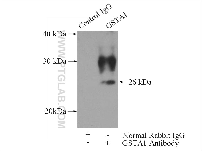 Immunoprecipitation (IP) experiment of mouse liver tissue using GSTA1 Polyclonal antibody (14475-1-AP)