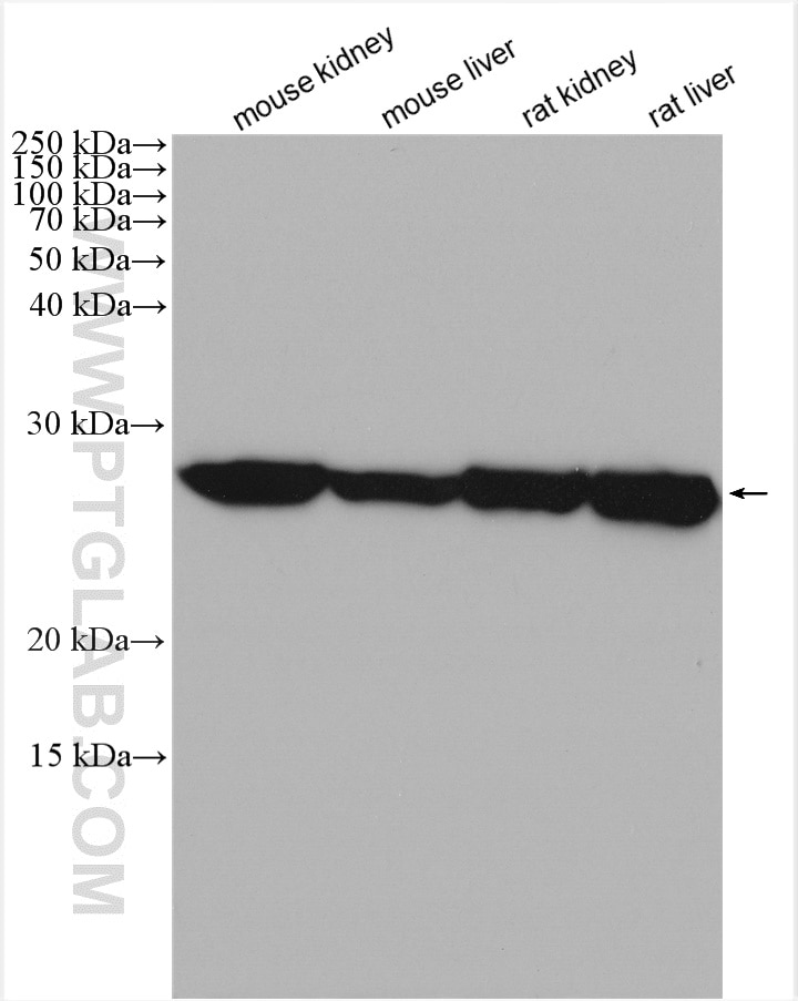 Western Blot (WB) analysis of various lysates using GSTA1 Polyclonal antibody (14475-1-AP)