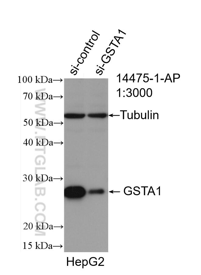 Western Blot (WB) analysis of HepG2 cells using GSTA1 Polyclonal antibody (14475-1-AP)