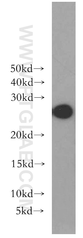 Western Blot (WB) analysis of human kidney tissue using GSTA1 Polyclonal antibody (14475-1-AP)