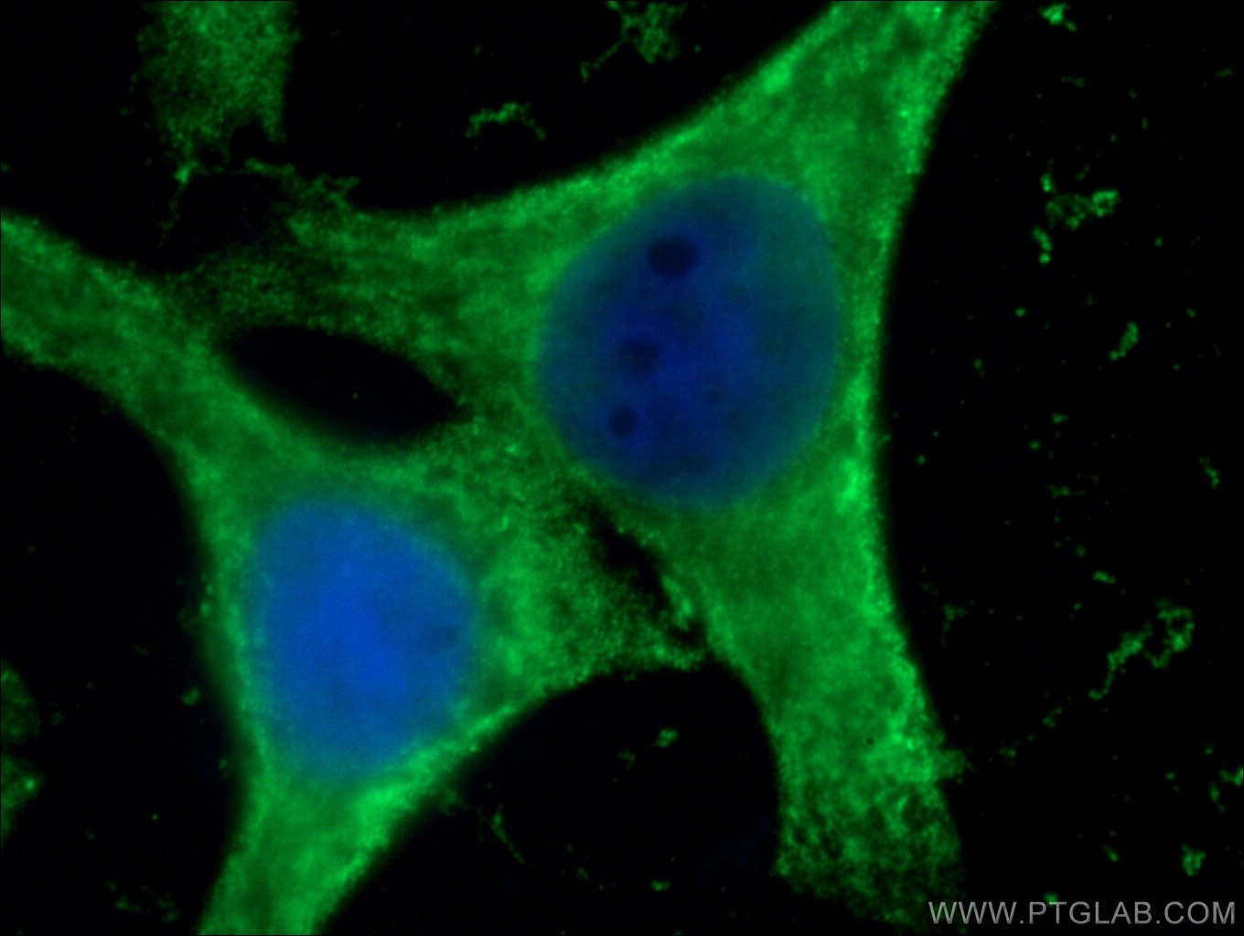 Immunofluorescence (IF) / fluorescent staining of HepG2 cells using GSTA1 Monoclonal antibody (66624-1-Ig)