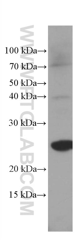 Western Blot (WB) analysis of human liver tissue using GSTA1 Monoclonal antibody (66624-1-Ig)
