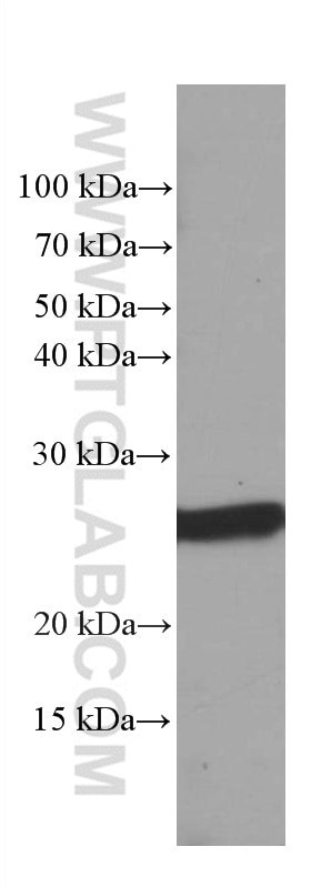 Western Blot (WB) analysis of pig liver tissue using GSTA1 Monoclonal antibody (66624-1-Ig)