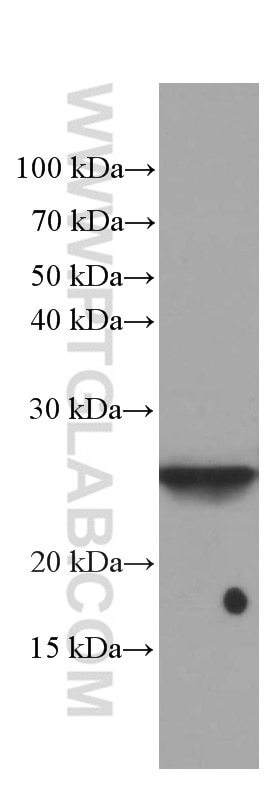 Western Blot (WB) analysis of rat kidney tissue using GSTA1 Monoclonal antibody (66624-1-Ig)