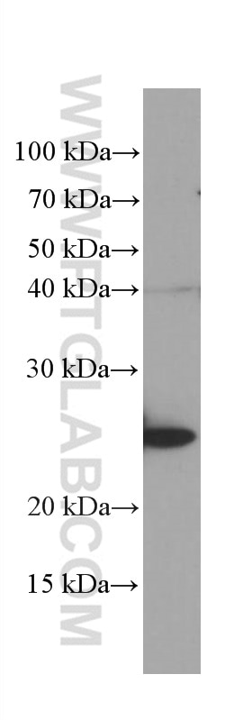 Western Blot (WB) analysis of mouse hepatocytes using GSTA1 Monoclonal antibody (66624-1-Ig)