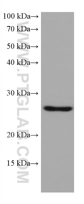 Western Blot (WB) analysis of human testis tissue using GSTA1 Monoclonal antibody (66624-1-Ig)