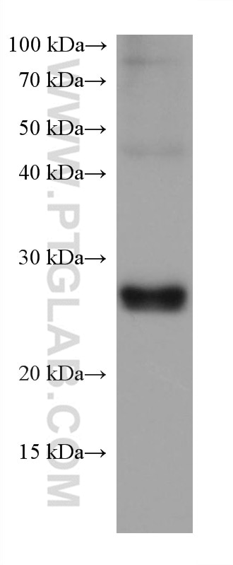 Western Blot (WB) analysis of rat liver tissue using GSTA1 Monoclonal antibody (66624-1-Ig)