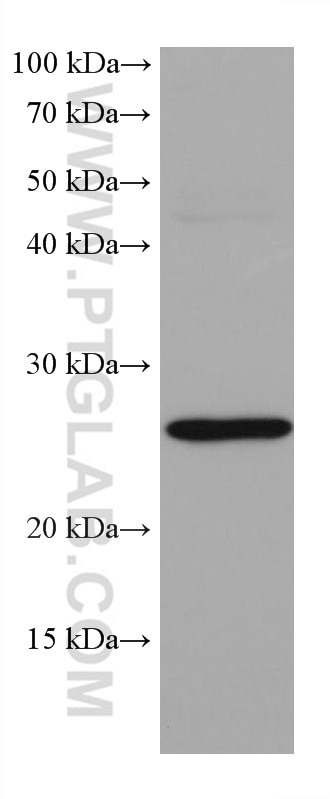 Western Blot (WB) analysis of mouse liver tissue using GSTA1 Monoclonal antibody (66624-1-Ig)
