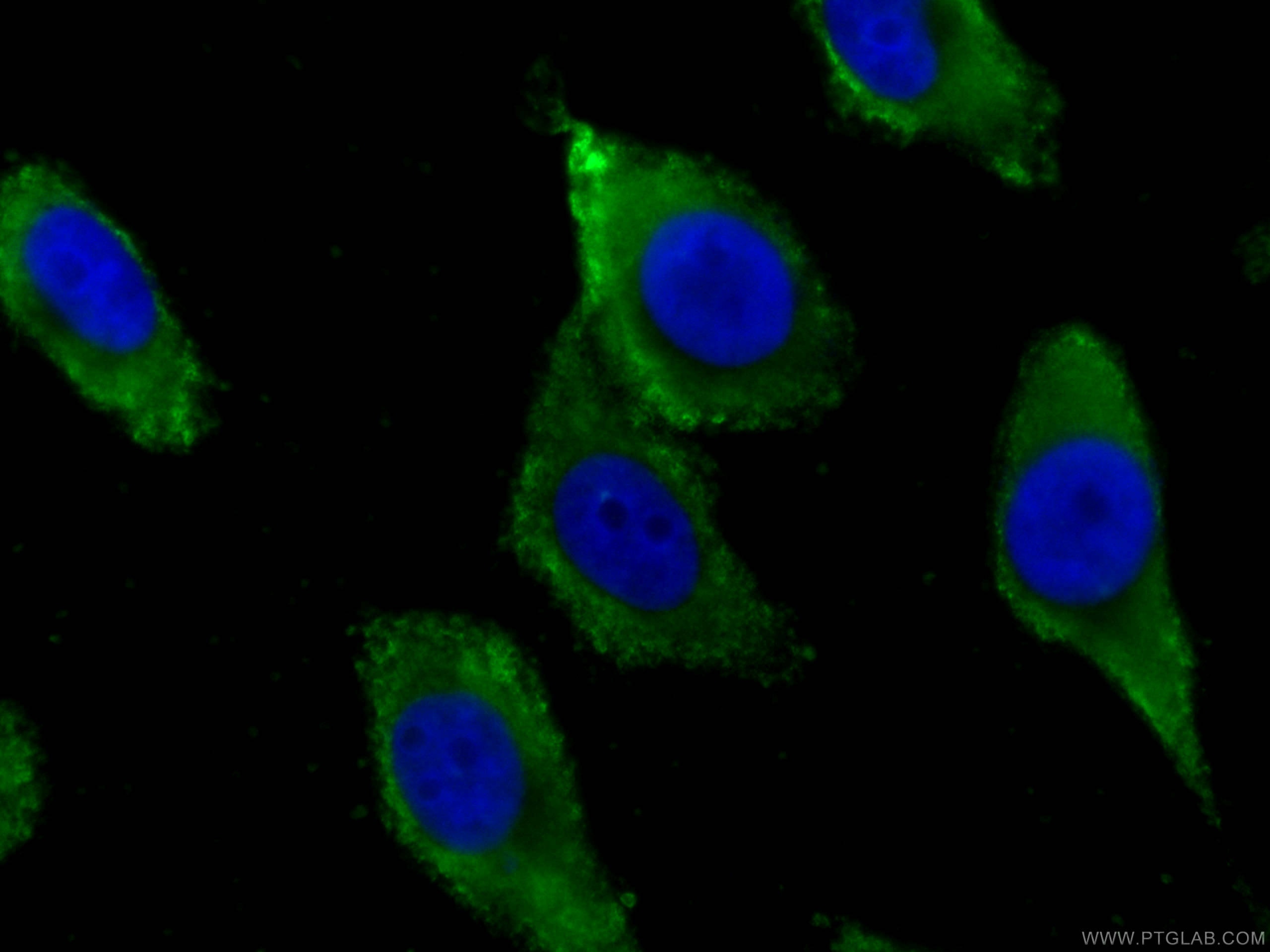 Immunofluorescence (IF) / fluorescent staining of HepG2 cells using CoraLite® Plus 488-conjugated GSTA1 Monoclonal ant (CL488-66624)