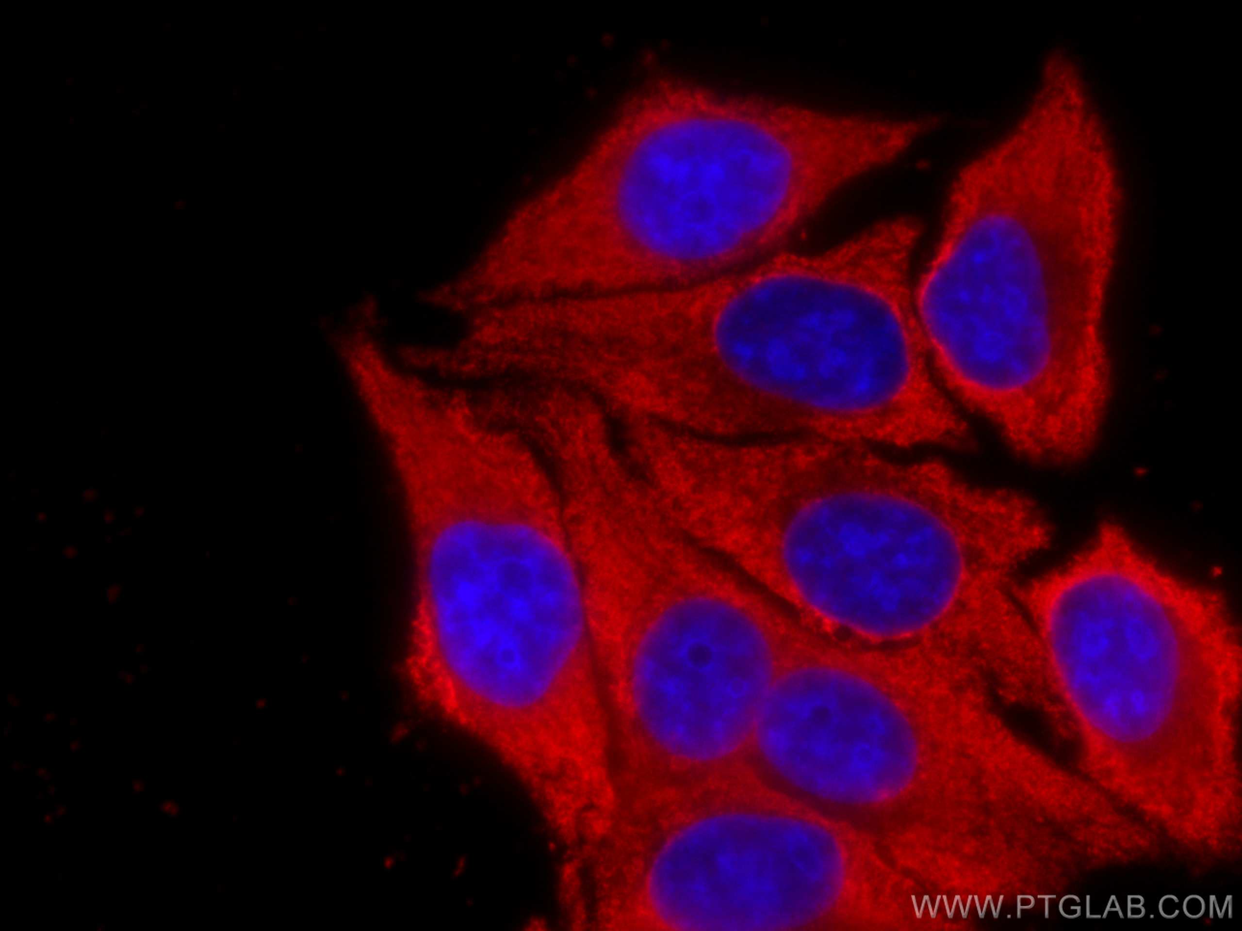 Immunofluorescence (IF) / fluorescent staining of HepG2 cells using CoraLite®594-conjugated GSTA1 Monoclonal antibody (CL594-66624)