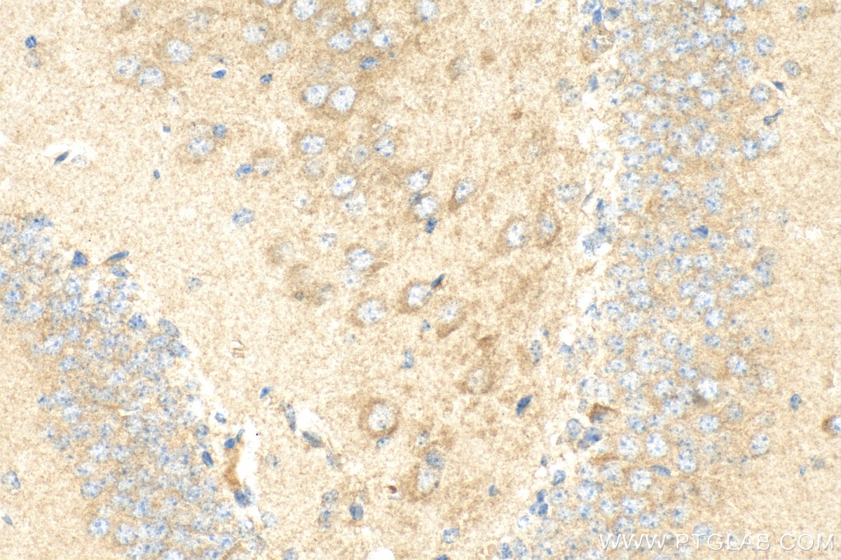 Immunohistochemistry (IHC) staining of mouse brain tissue using GSTA2 Polyclonal antibody (10505-1-AP)