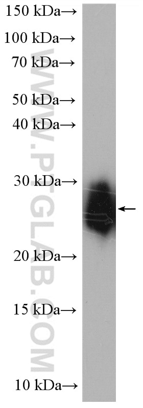Western Blot (WB) analysis of human testis tissue using GSTA2 Polyclonal antibody (10505-1-AP)