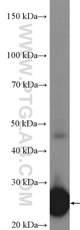 Western Blot (WB) analysis of human testis tissue using GSTA2 Polyclonal antibody (10505-1-AP)