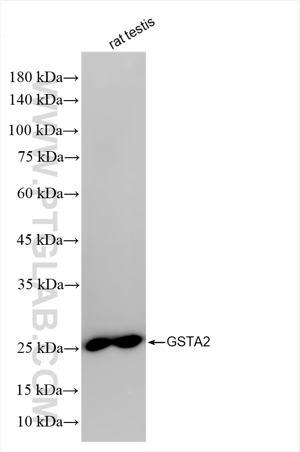 Western Blot (WB) analysis of rat testis tissue using GSTA2 Recombinant monoclonal antibody (86428-3-RR)