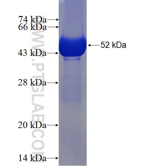 GSTA2 fusion protein Ag0781 SDS-PAGE