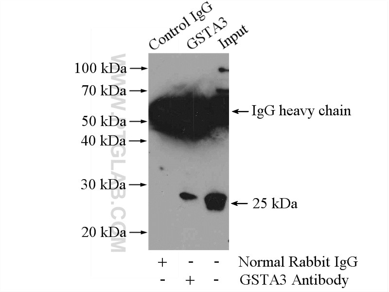 Immunoprecipitation (IP) experiment of mouse testis tissue using GSTA3 Polyclonal antibody (16703-1-AP)