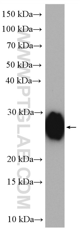 Western Blot (WB) analysis of rat testis tissue using GSTA3 Polyclonal antibody (16703-1-AP)