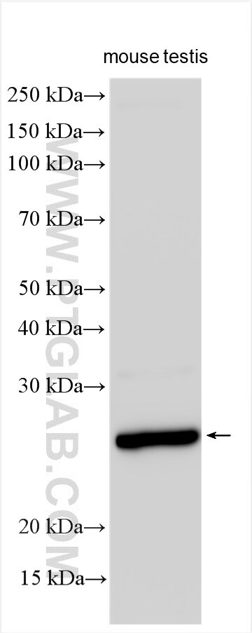 Western Blot (WB) analysis of various lysates using GSTA3 Polyclonal antibody (16703-1-AP)