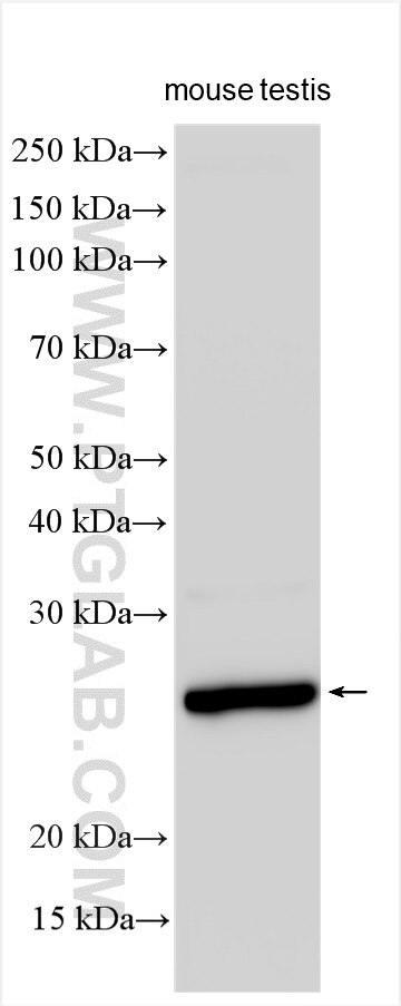 WB analysis using 16703-1-AP