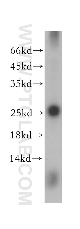 Western Blot (WB) analysis of human testis tissue using GSTA3 Polyclonal antibody (16703-1-AP)