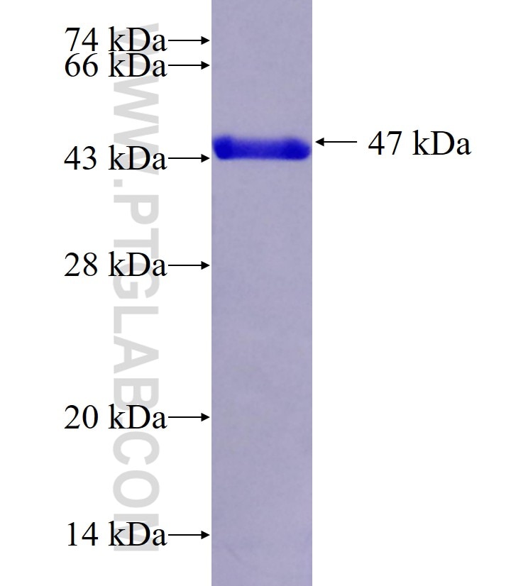 GSTA3 fusion protein Ag10101 SDS-PAGE