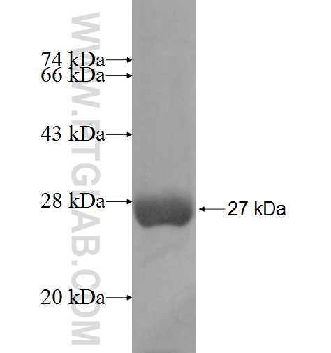 GSTA3 fusion protein Ag9874 SDS-PAGE